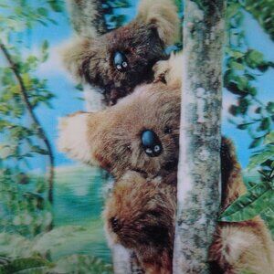 Vintage 3D Hologram Postcard Australia Koala Bears